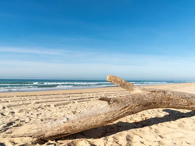 Beach with driftwood on sand